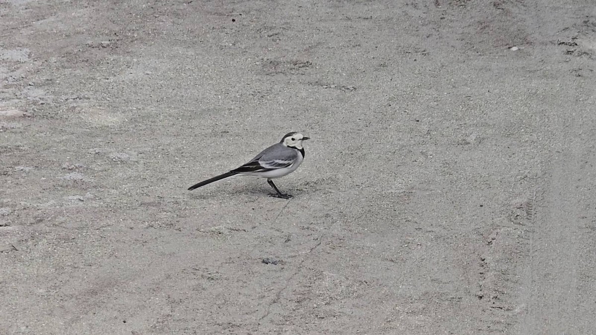 White Wagtail - ML643283945