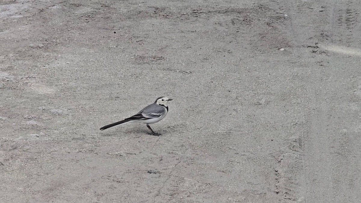 White Wagtail - ML643283946