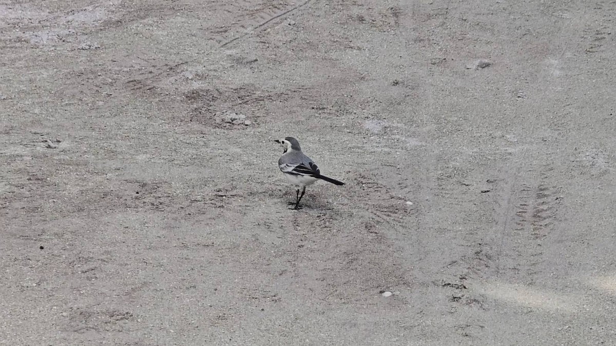 White Wagtail - ML643283947