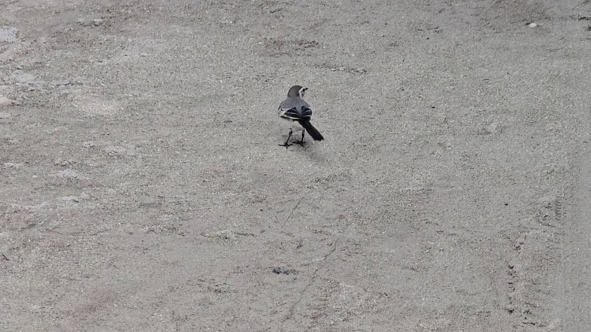 White Wagtail - ML643283948