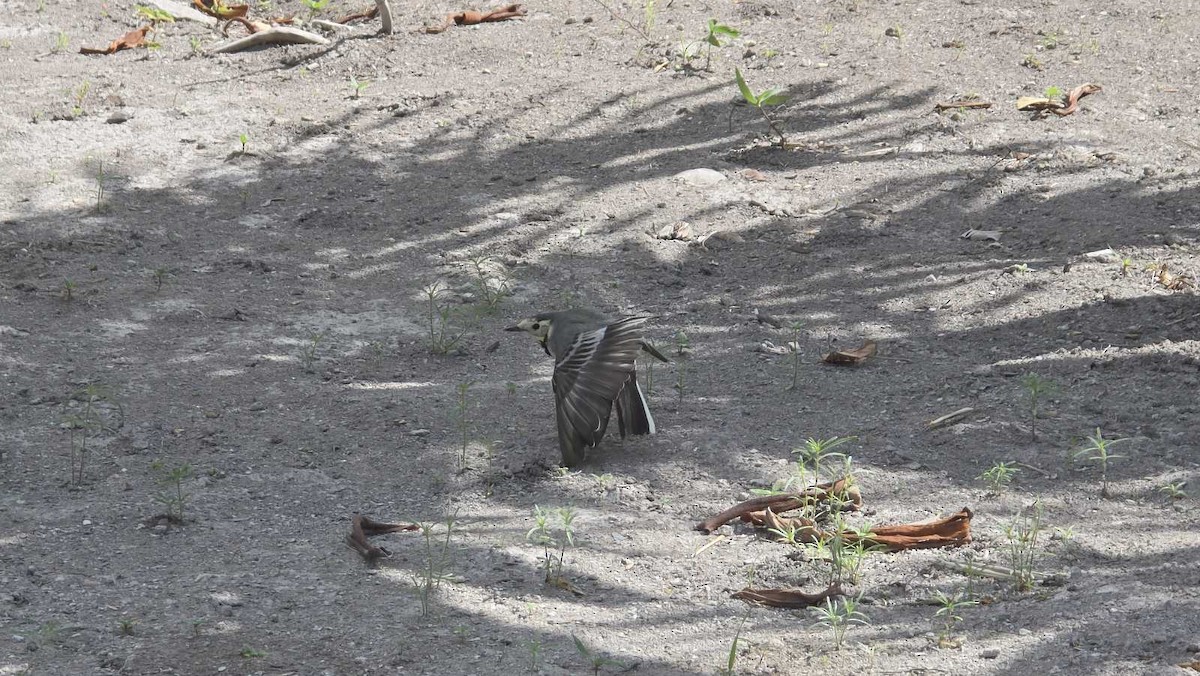 White Wagtail - ML643283949
