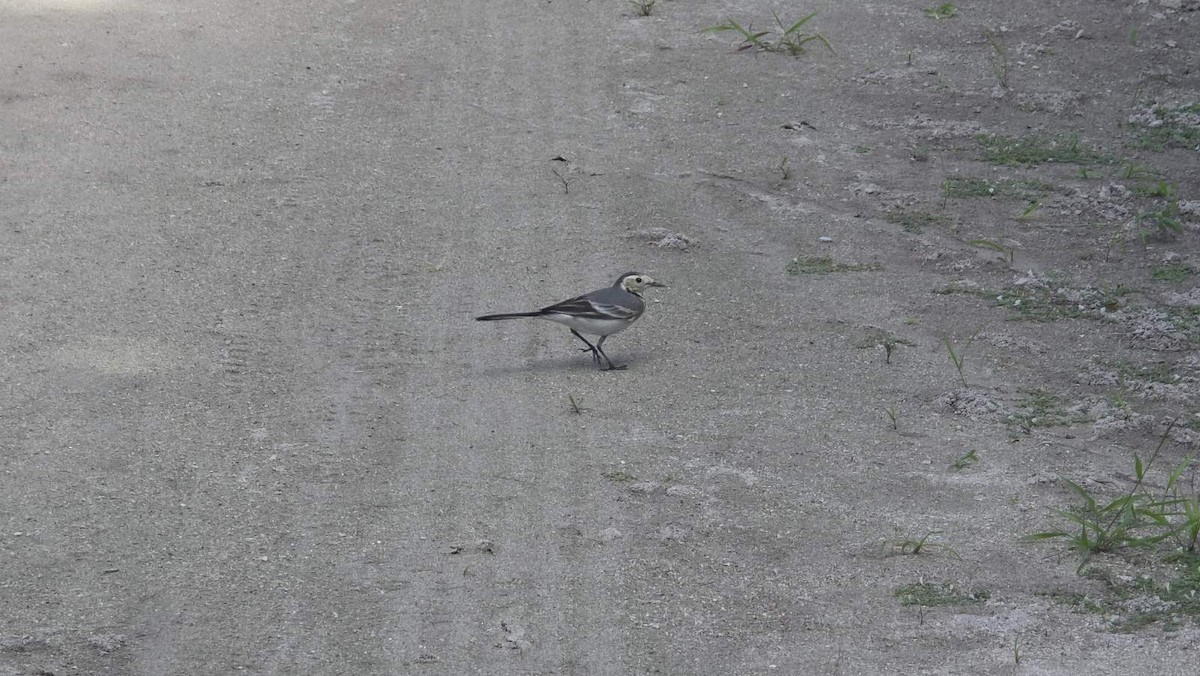 White Wagtail - ML643283950