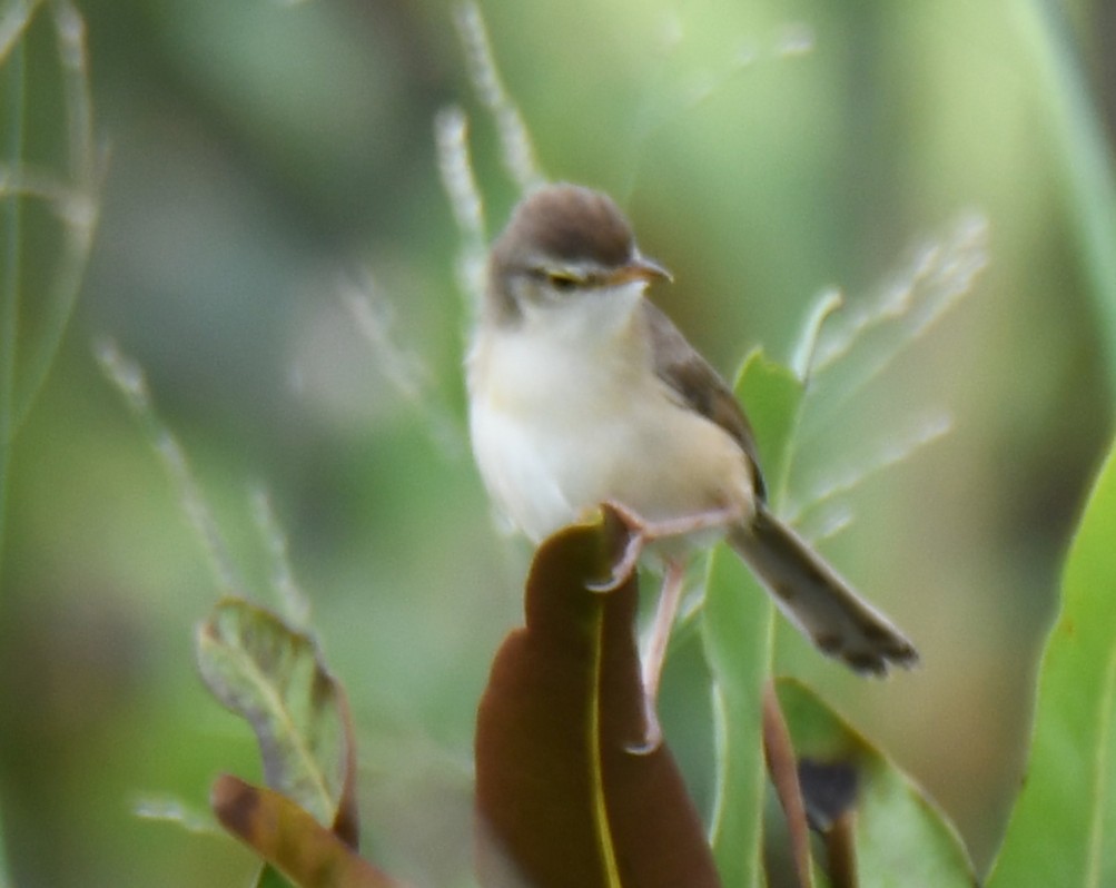 Zitting Cisticola - ML643283978
