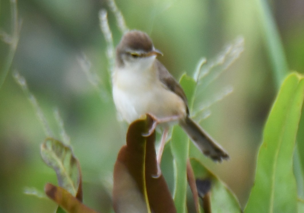 Zitting Cisticola - ML643283993