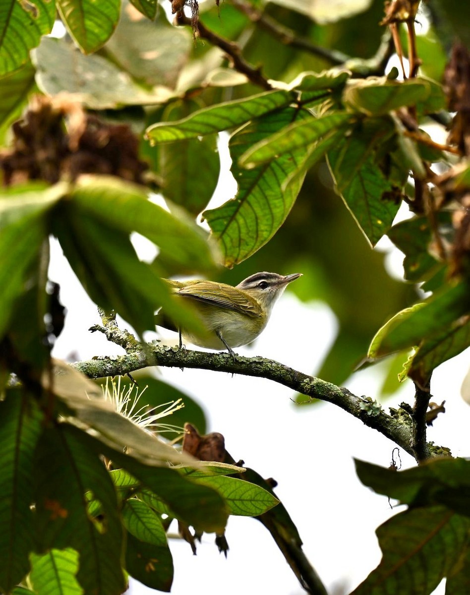 Brown-capped Vireo - ML643284017