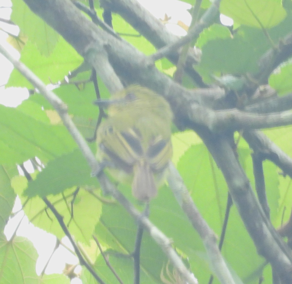 Olive-faced Flatbill - ML643284029