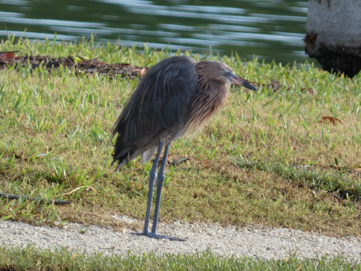 Reddish Egret - ML643284033
