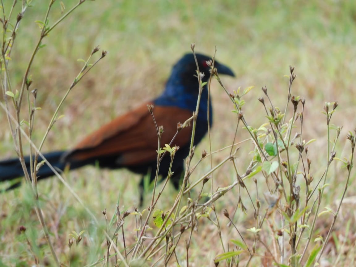 Greater Coucal - ML643284060
