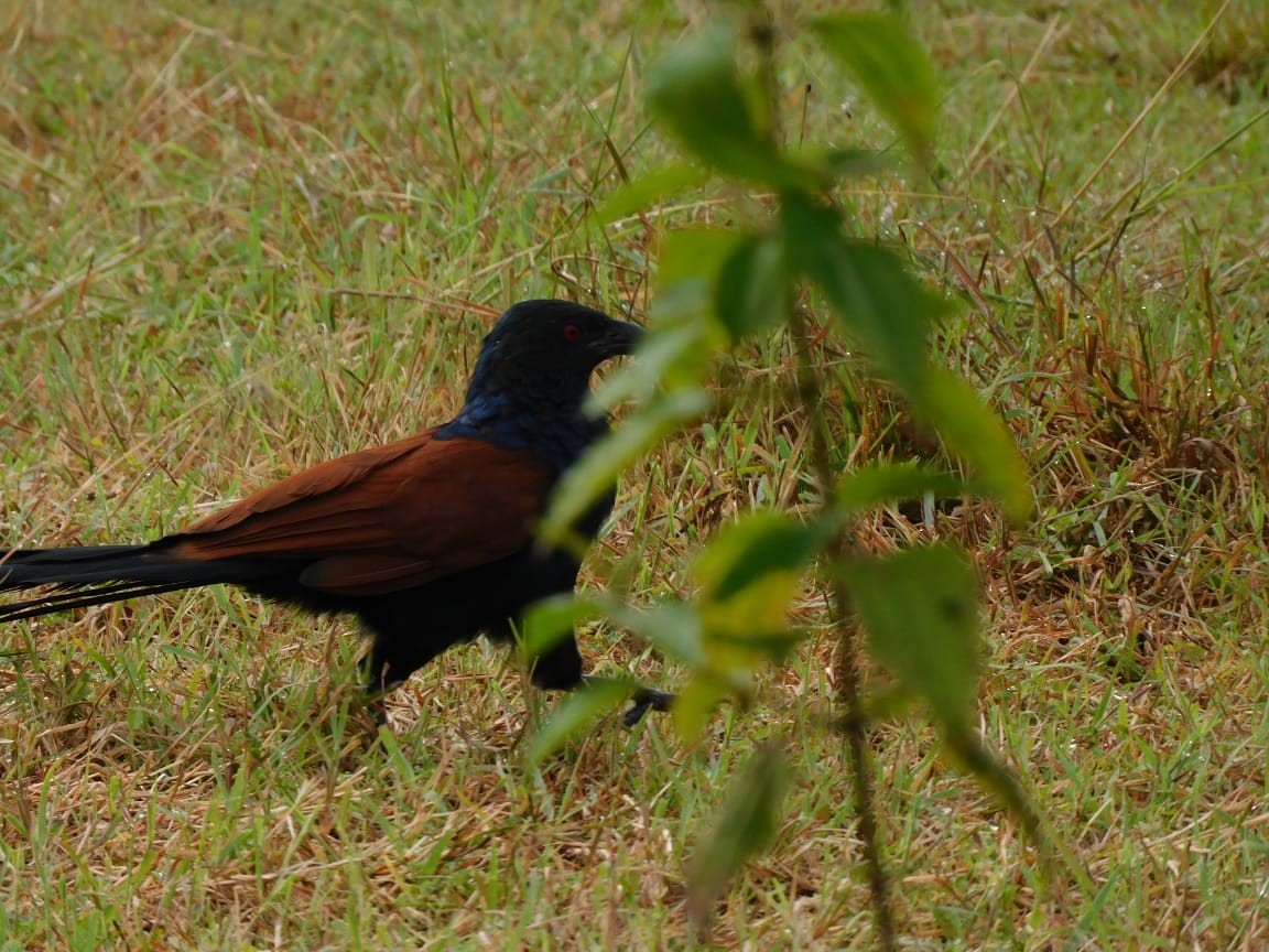 Greater Coucal - ML643284061