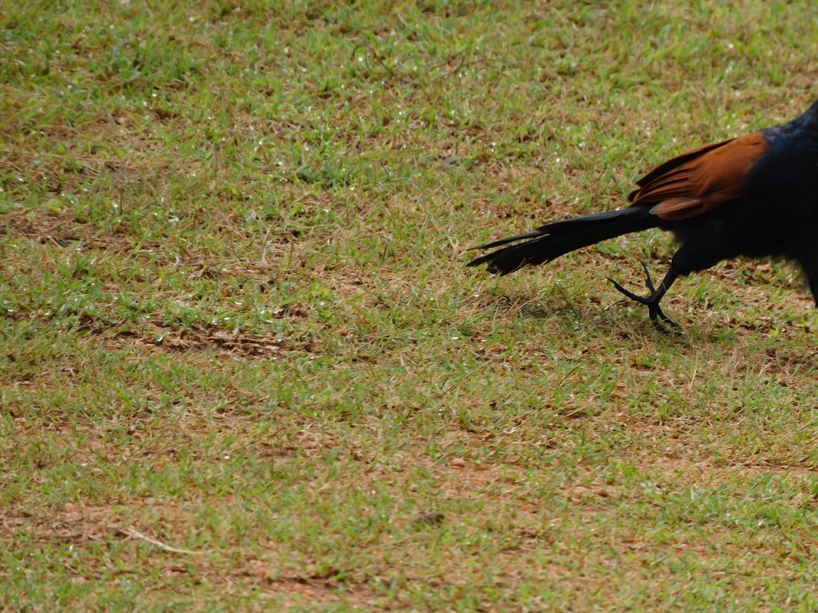 Greater Coucal - ML643284062