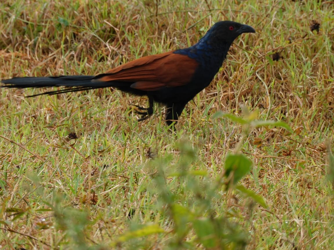 Greater Coucal - ML643284063