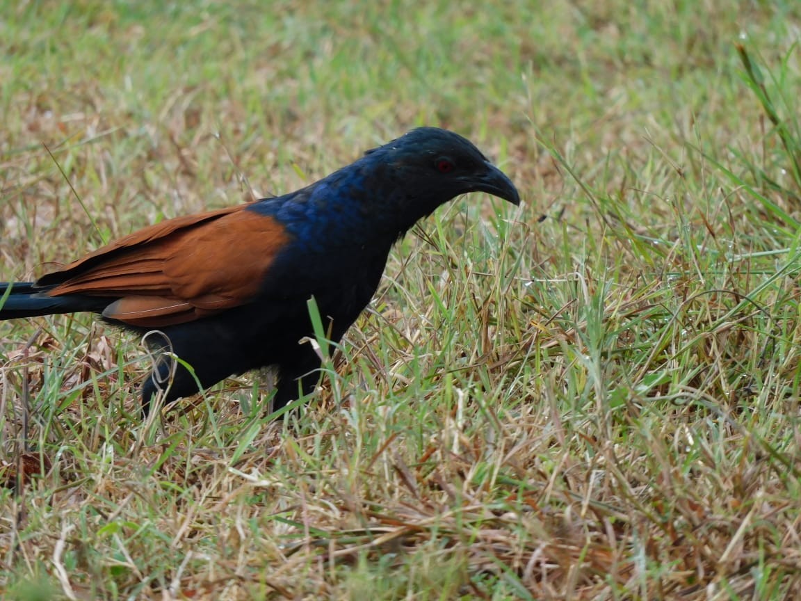 Greater Coucal - ML643284064
