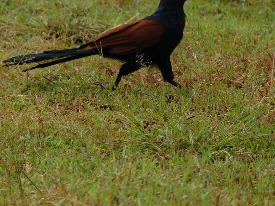Greater Coucal - ML643284065