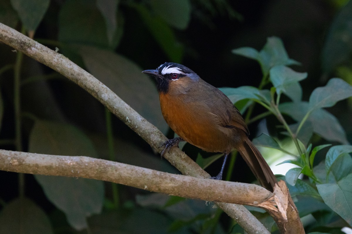 Nilgiri Laughingthrush - ML643284075