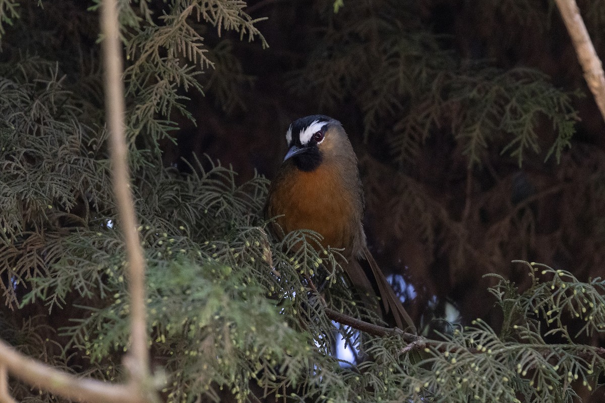 Nilgiri Laughingthrush - ML643284077