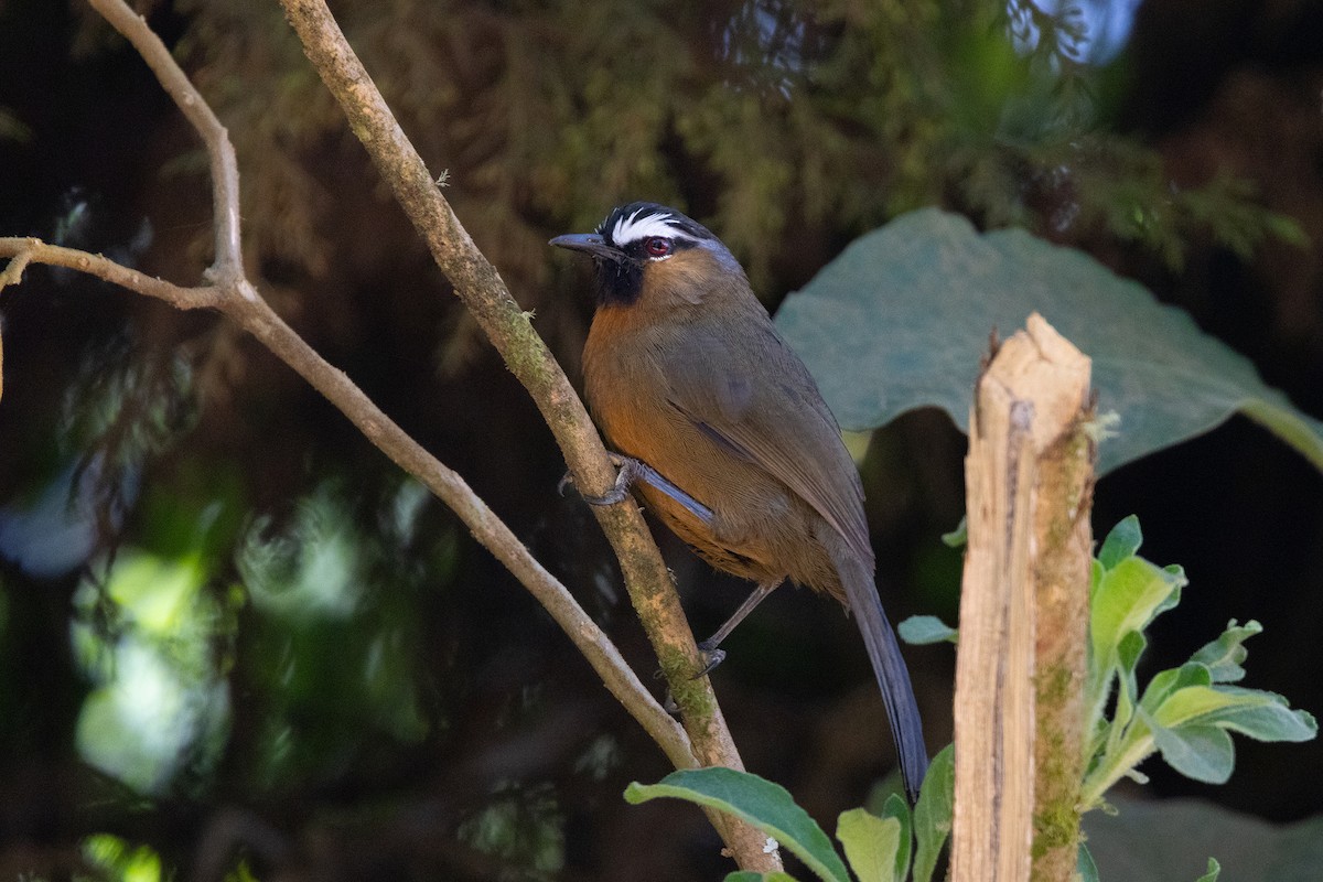 Nilgiri Laughingthrush - ML643284078