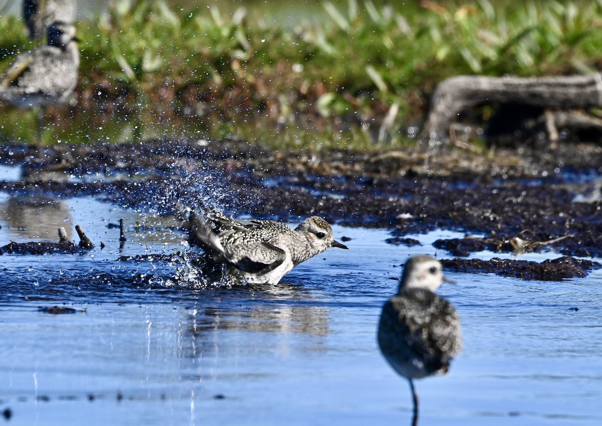 Prärie-Goldregenpfeifer - ML643284133