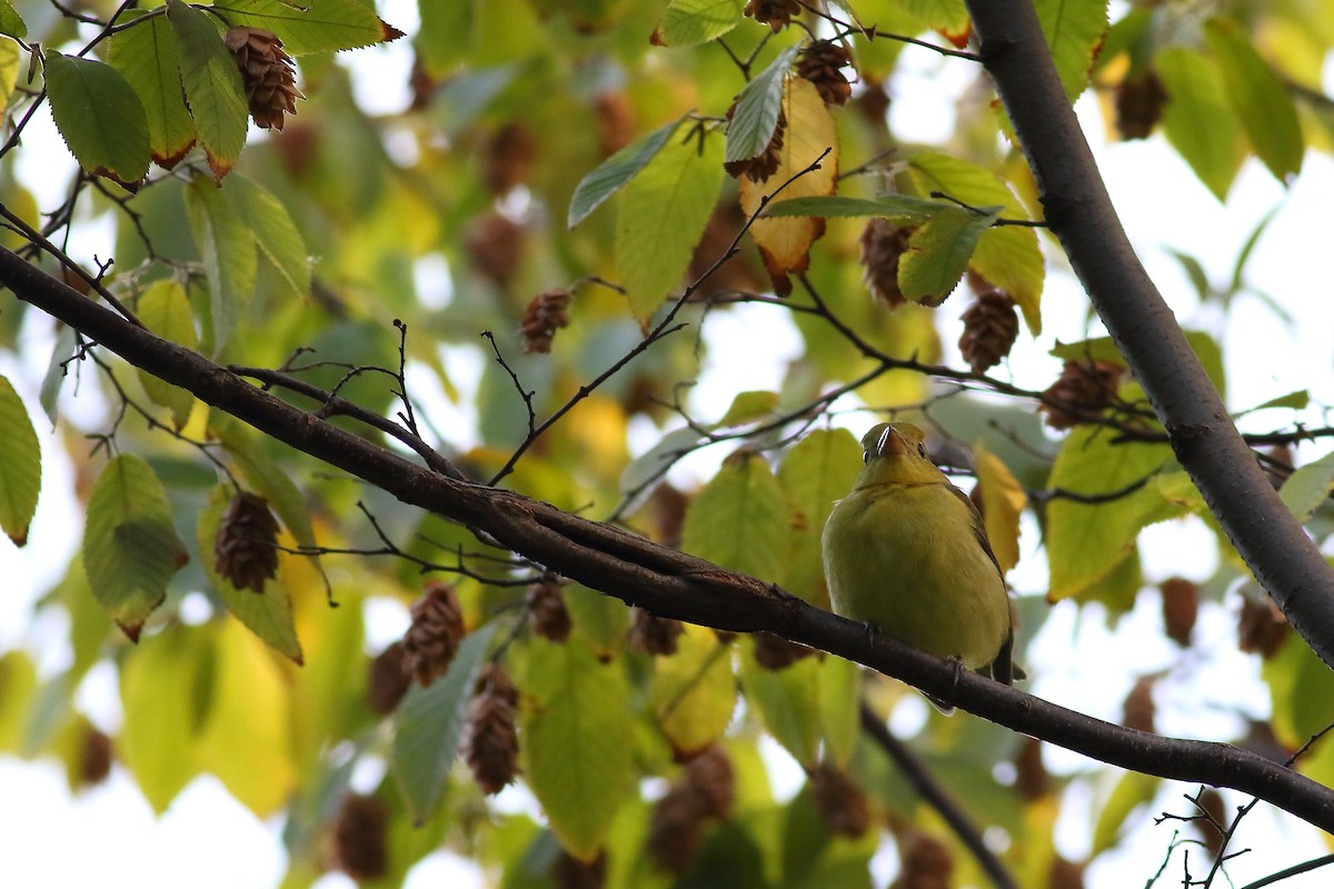 piranga šarlatová - ML643284139