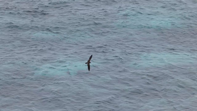 Brown Noddy - ML643284140
