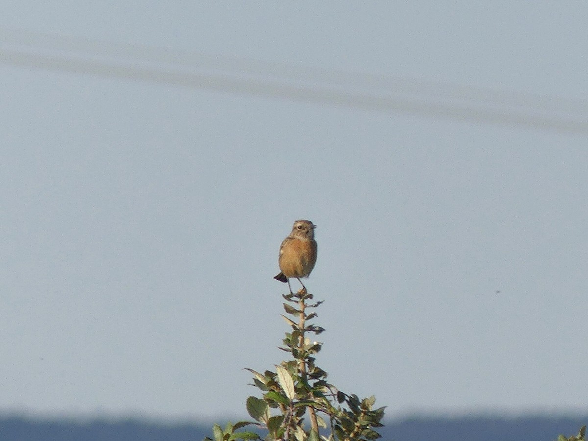 European Stonechat - ML643284182