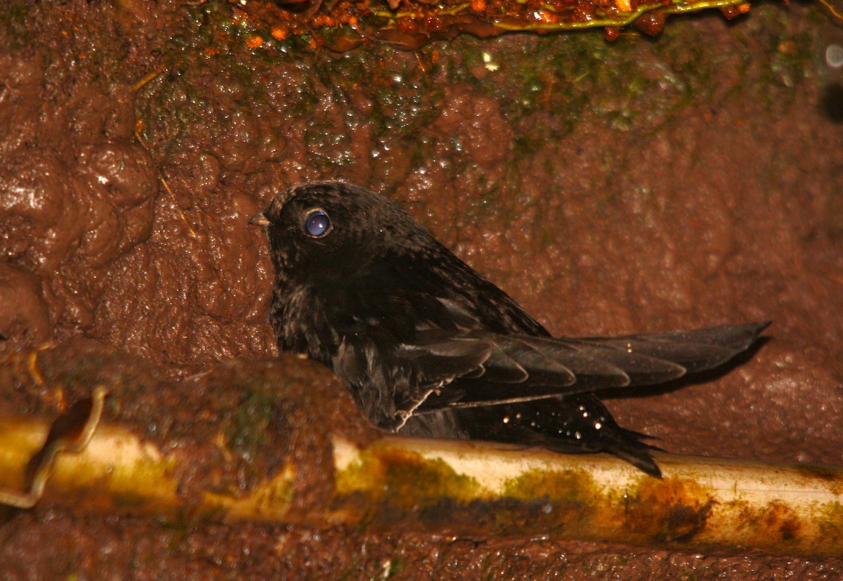 White-chinned Swift - ML643284183