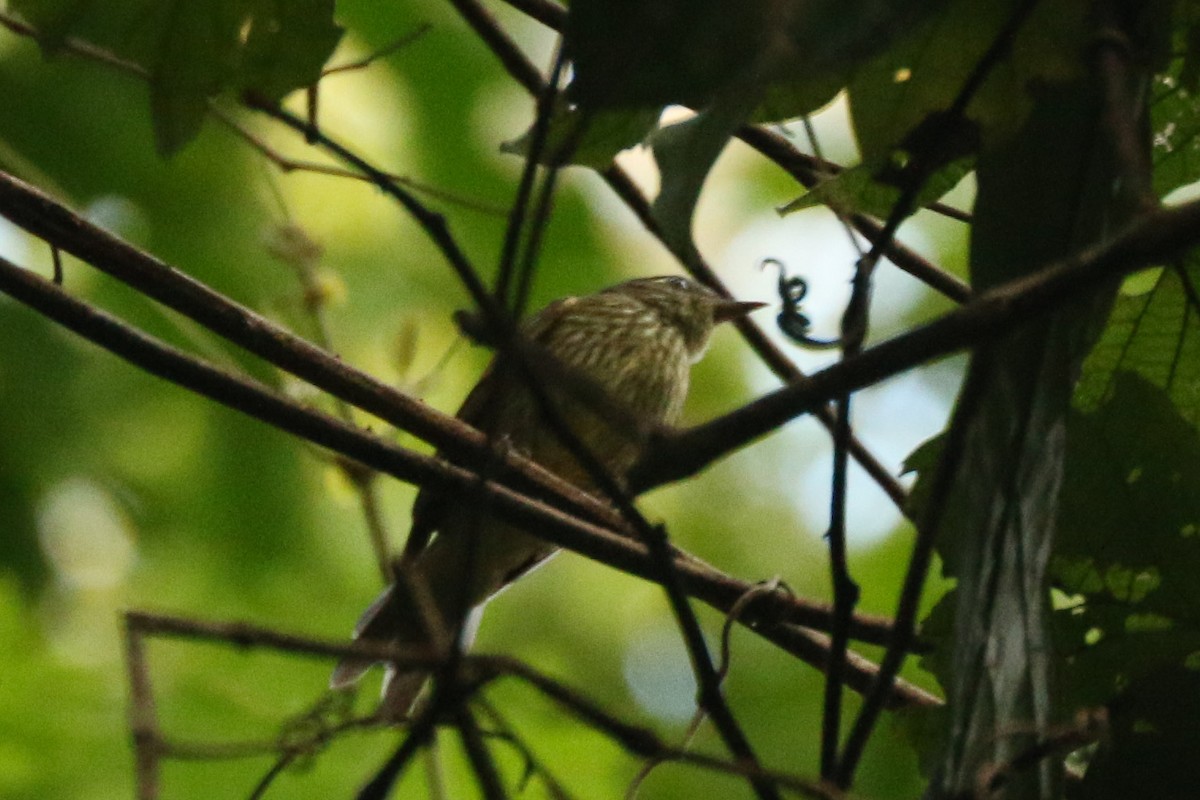 Olive-striped Flycatcher - ML643284186