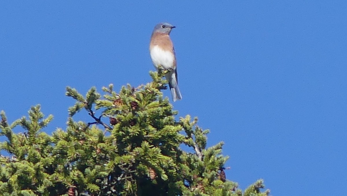 Eastern Bluebird - ML643284190