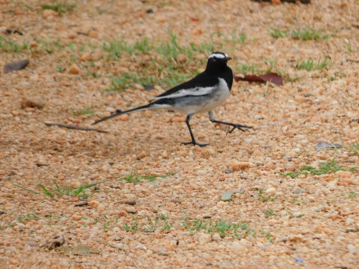 White-browed Wagtail - ML643284194