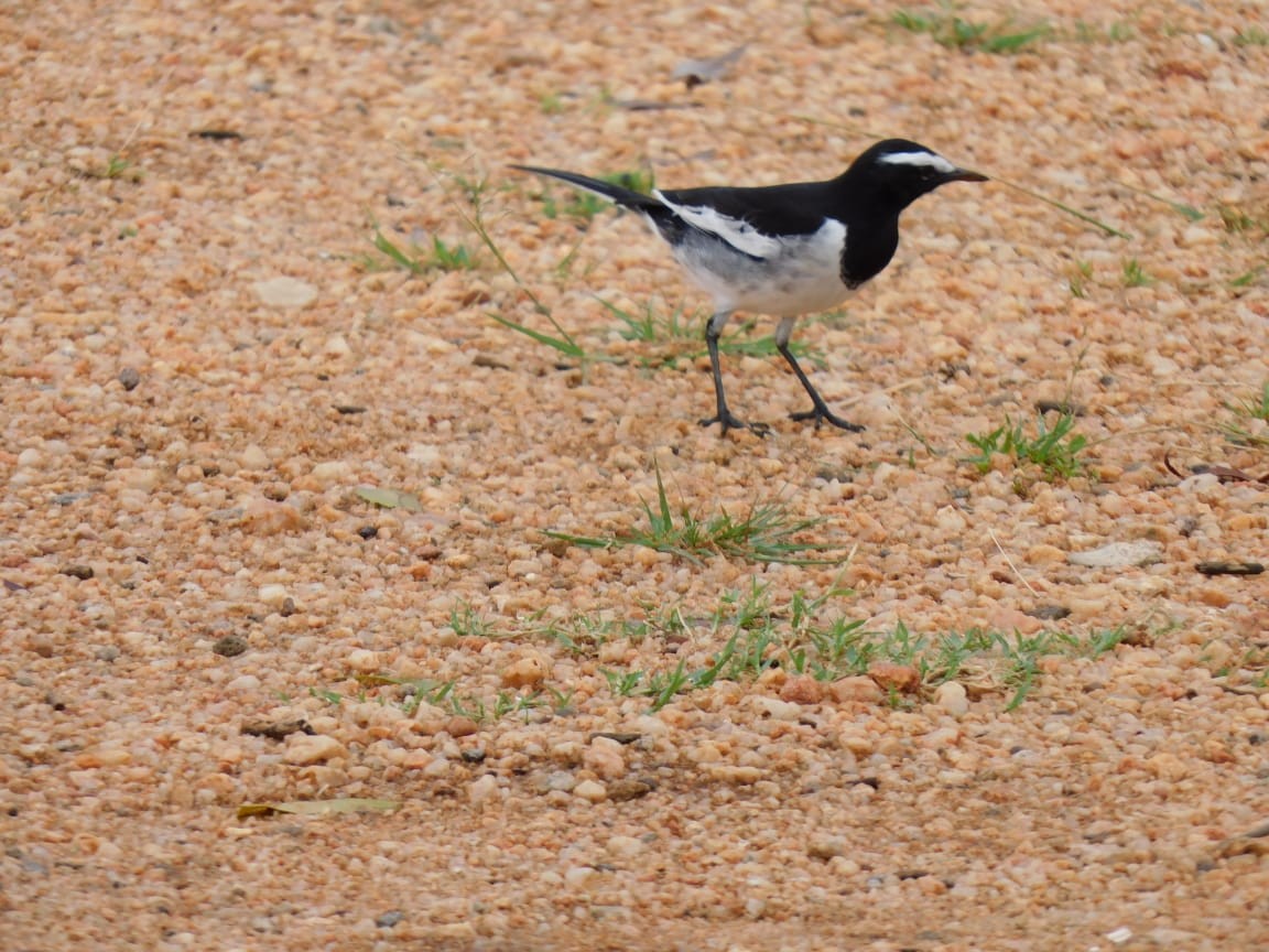 White-browed Wagtail - ML643284195