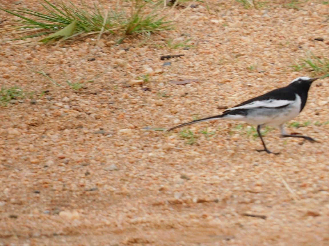 White-browed Wagtail - ML643284196