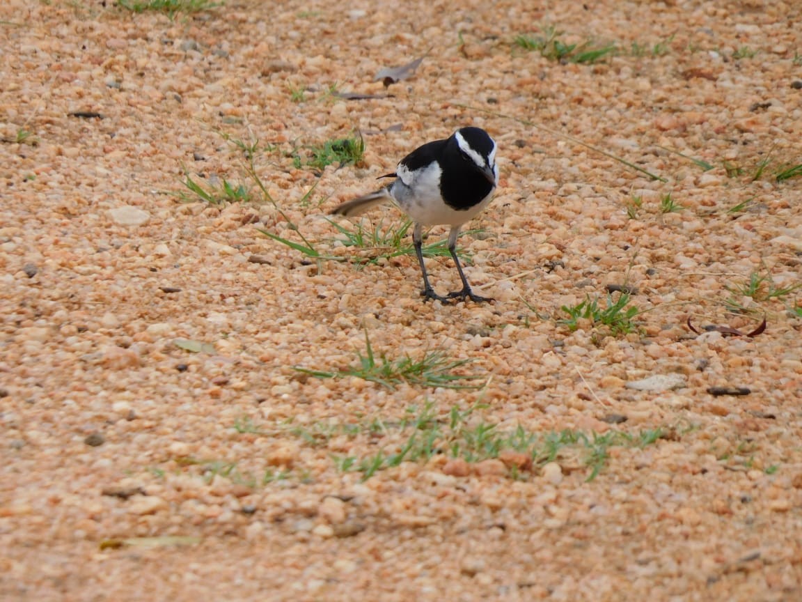 White-browed Wagtail - ML643284197