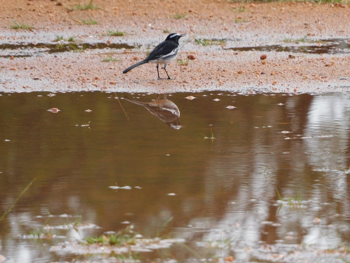 White-browed Wagtail - ML643284198