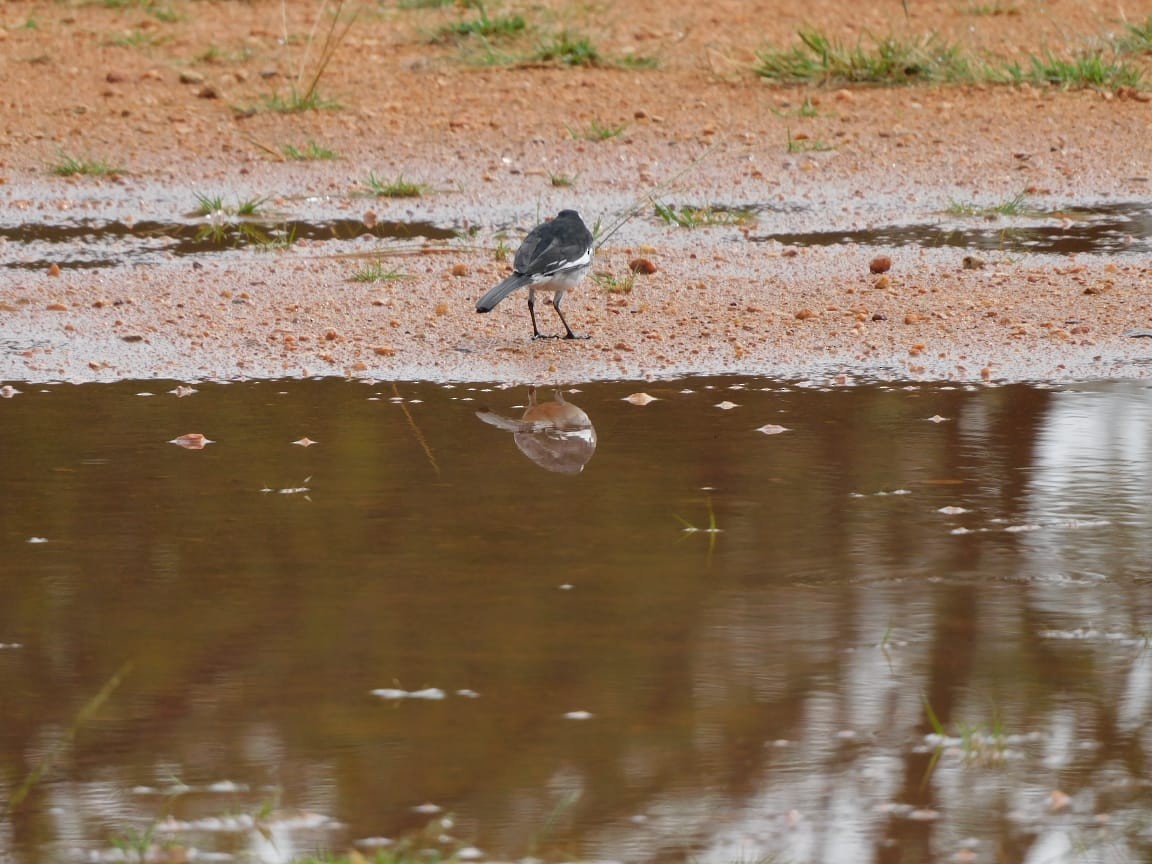 White-browed Wagtail - ML643284199