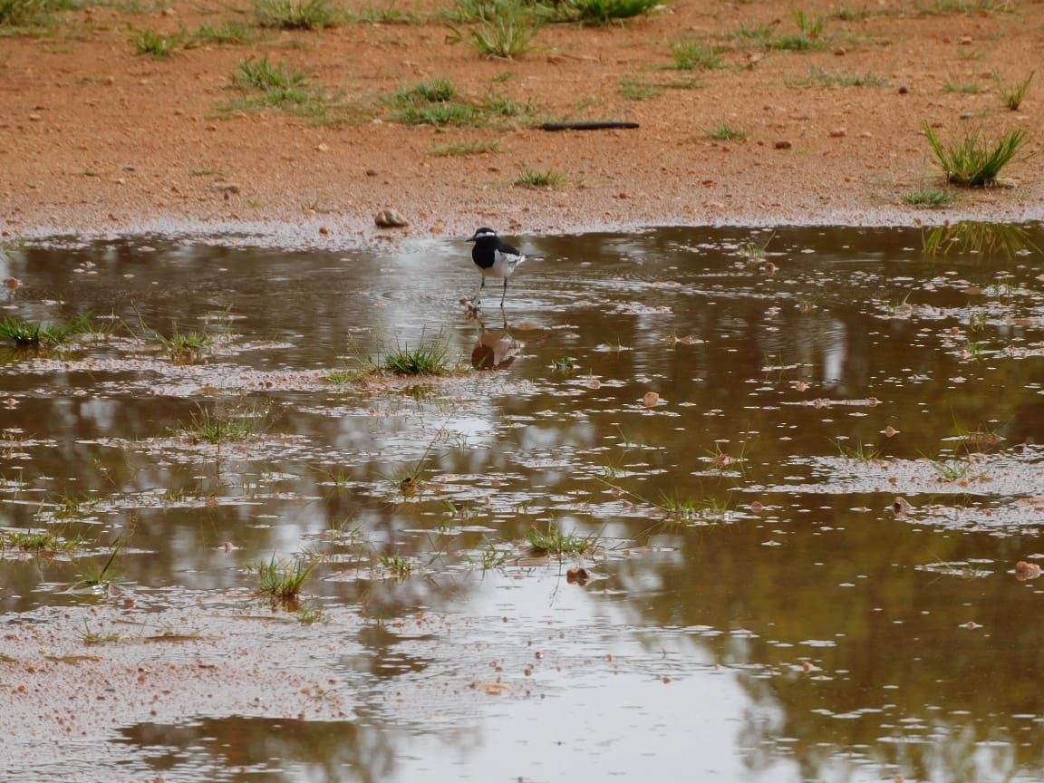 White-browed Wagtail - ML643284200