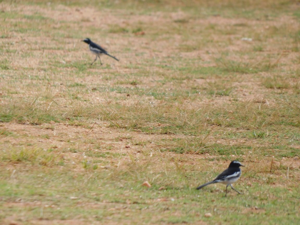 White-browed Wagtail - ML643284201