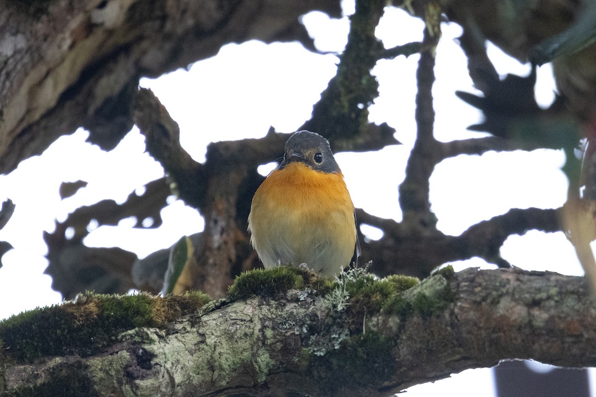 Black-and-orange Flycatcher - ML643284211