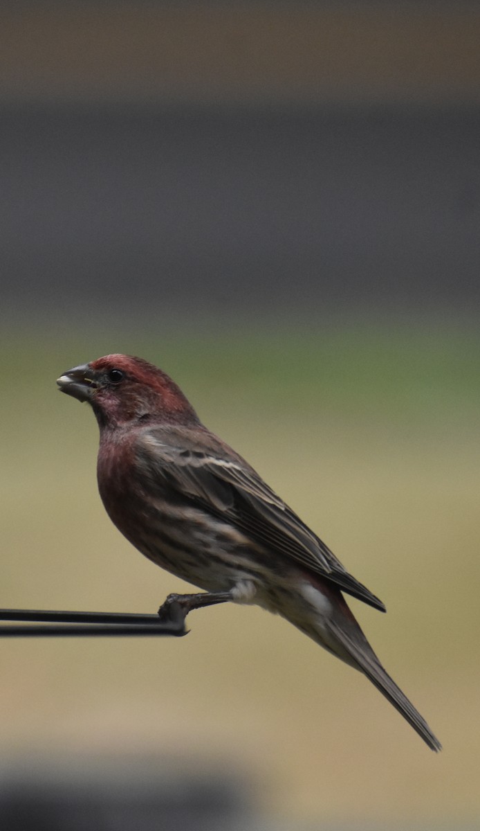 Purple Finch - ML643284254