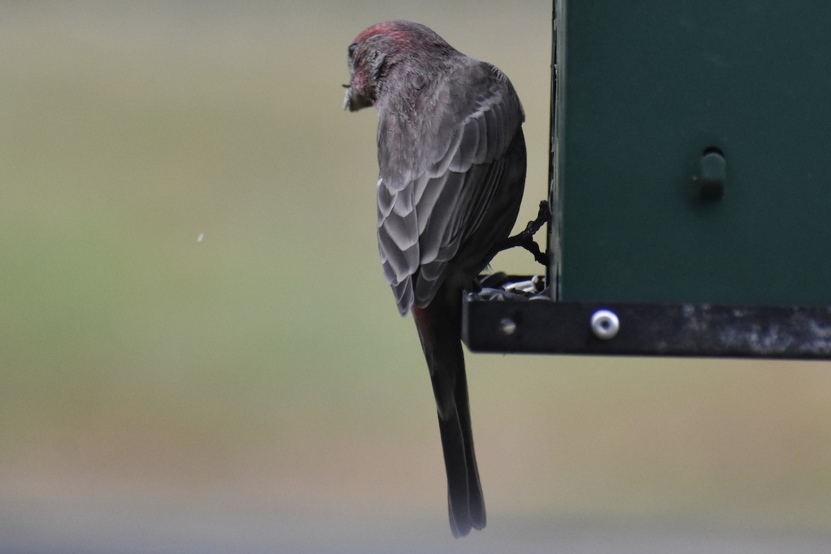 House Finch - ML643284263