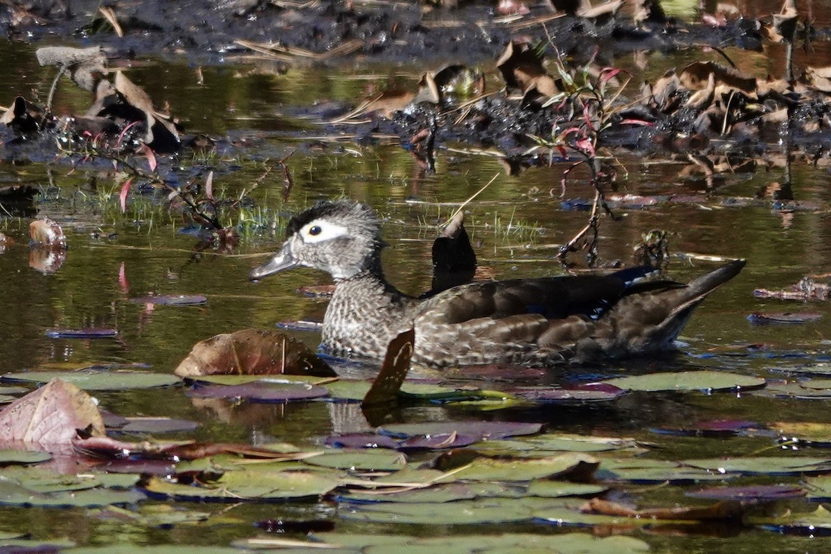 Wood Duck - ML643284281