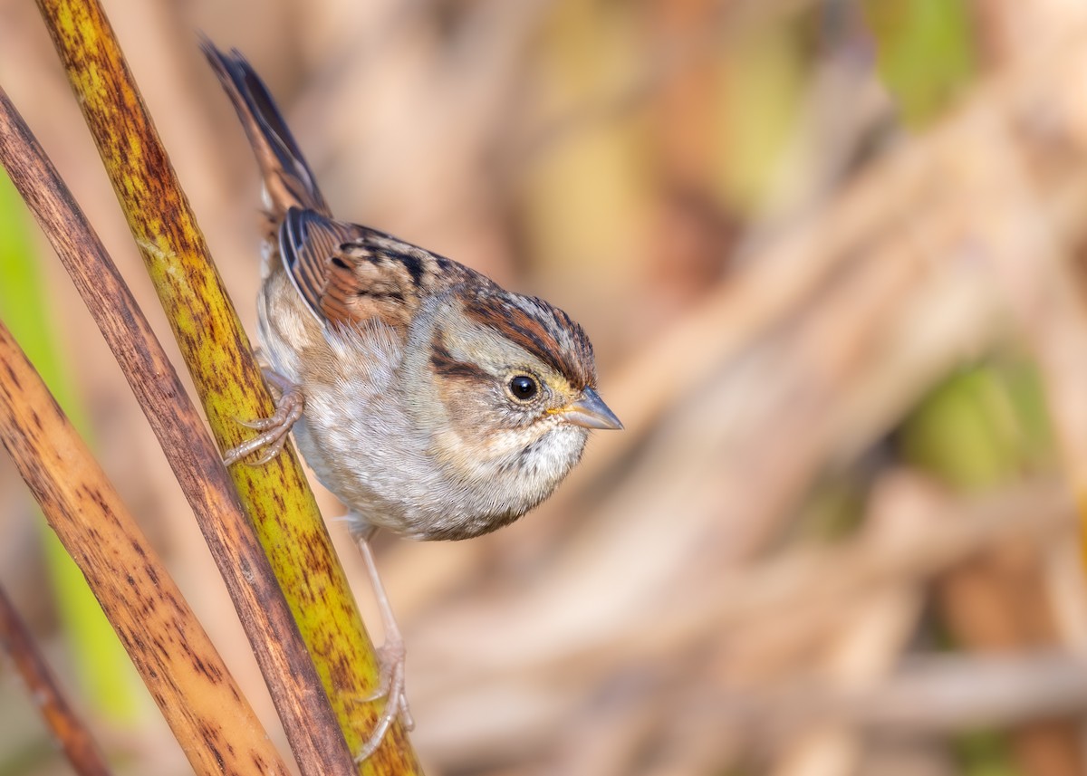 Swamp Sparrow - ML643284299
