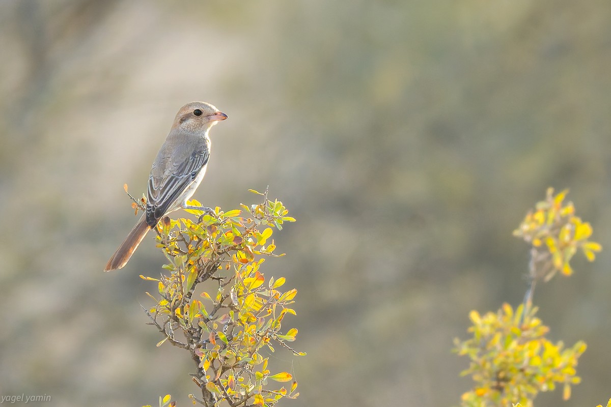 Isabelline Shrike (Daurian) - ML643284311