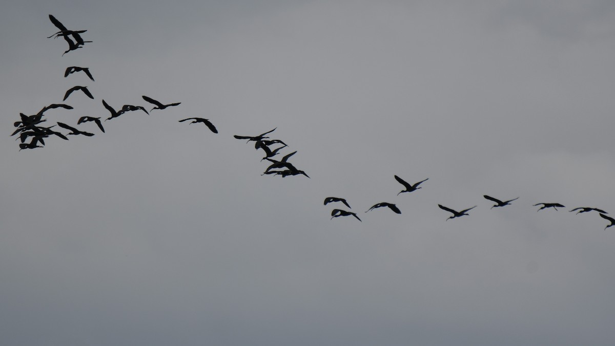 Ibis burubeltza - ML643284324