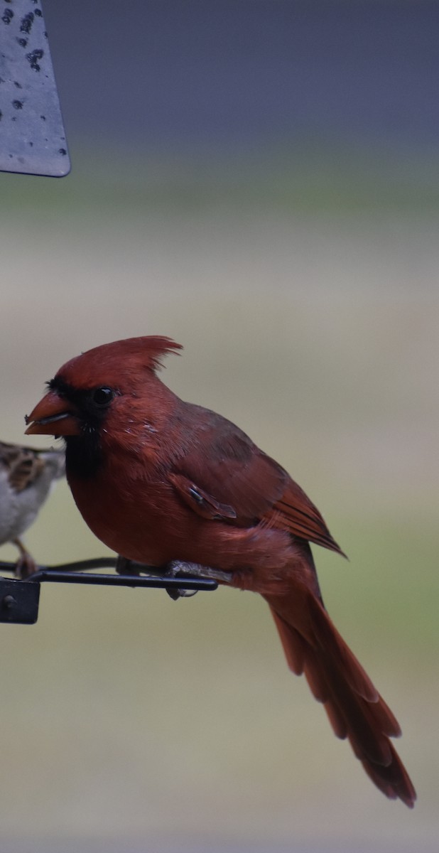 Northern Cardinal - ML643284353