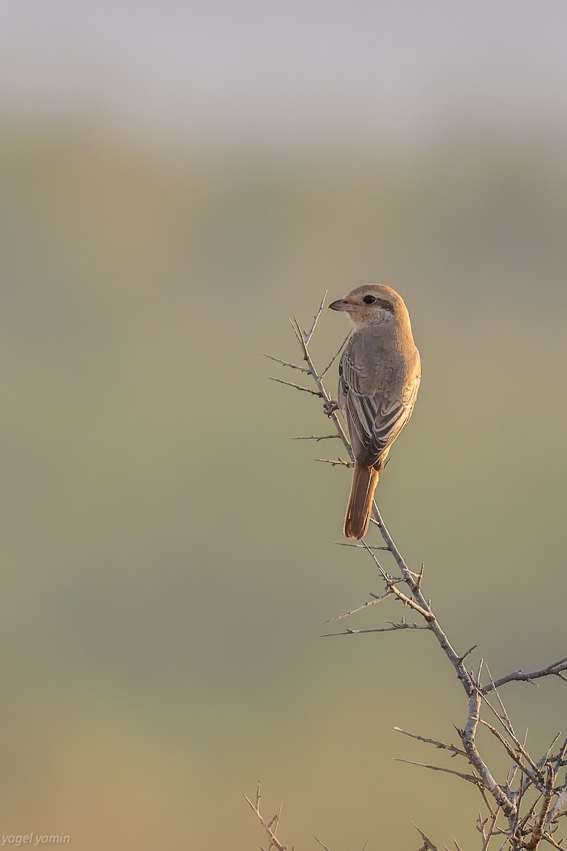 Isabelline Shrike (Daurian) - ML643284366