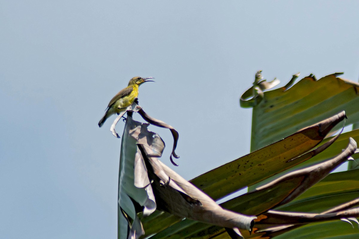 Little Spiderhunter - ML643284410