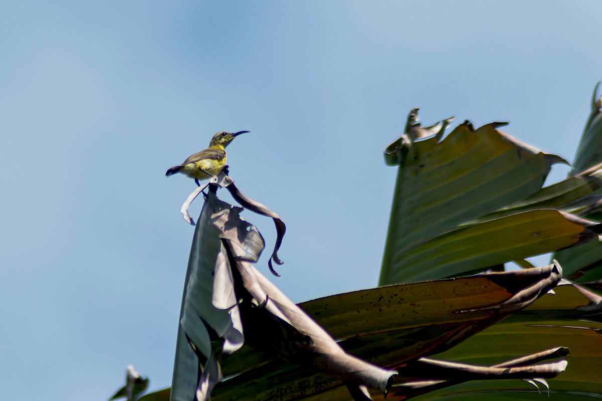 Little Spiderhunter - ML643284413