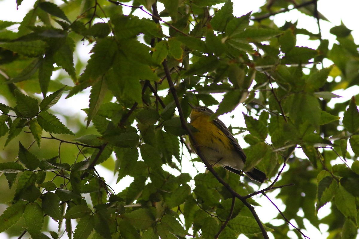 lesňáček tajgový - ML643284427