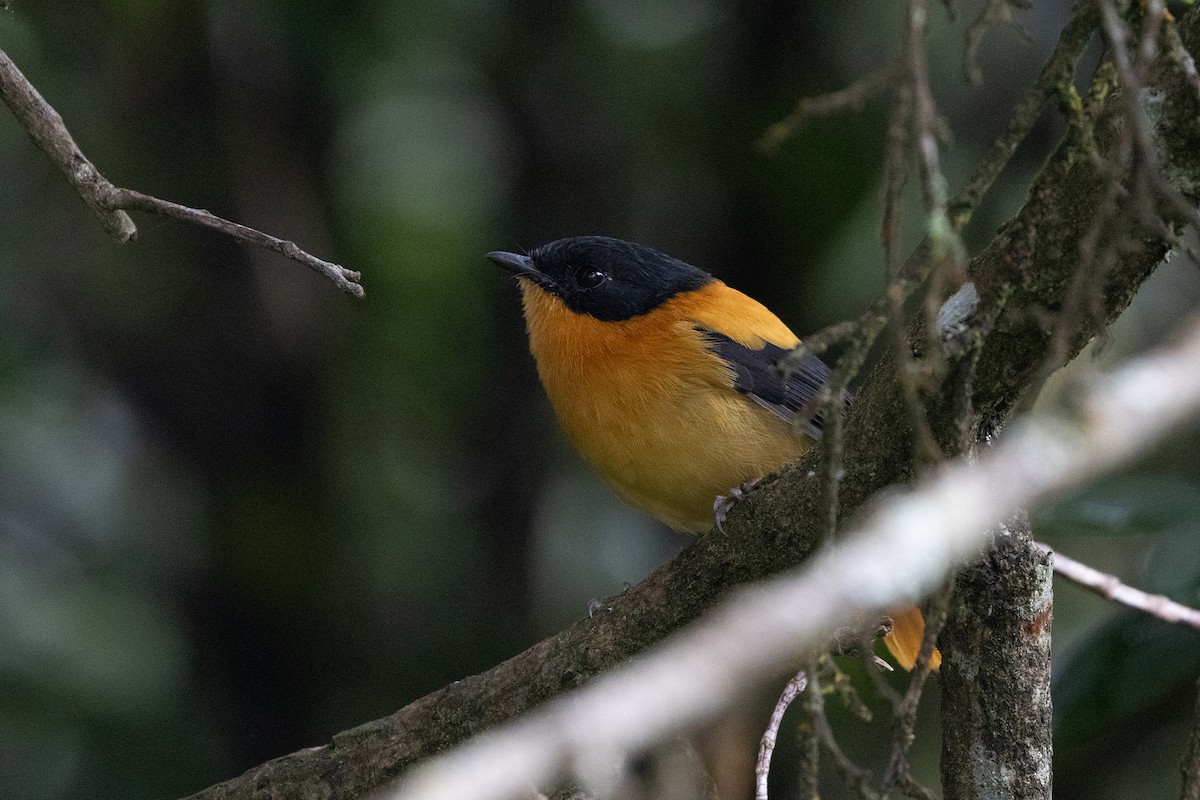 Black-and-orange Flycatcher - ML643284453