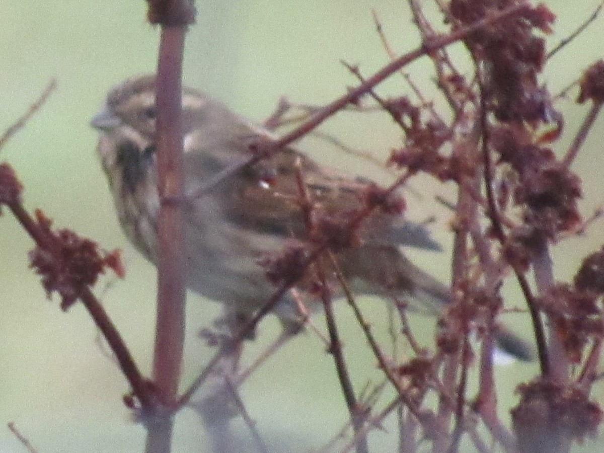 Reed Bunting - ML643284465