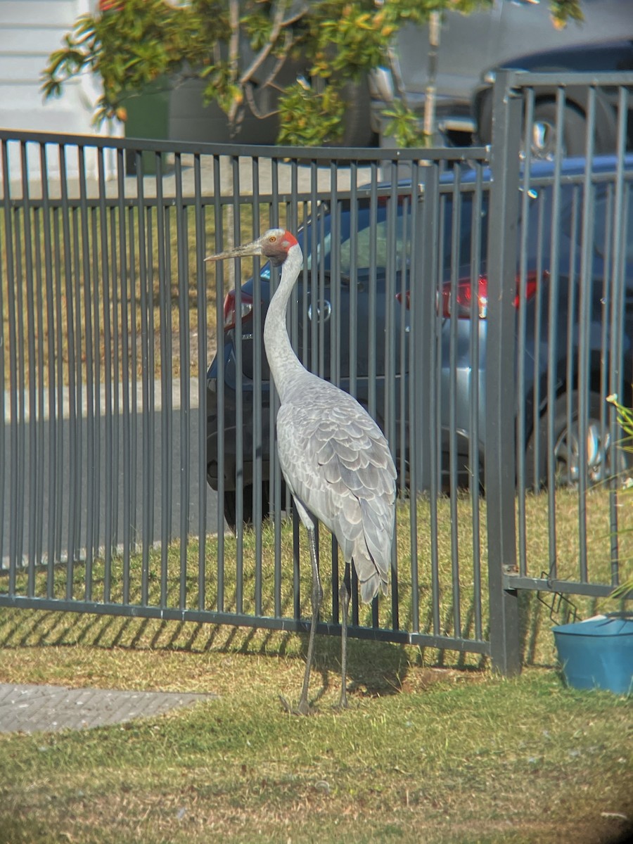 Brolga - ML643284492